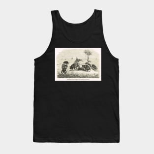 Sacred Scarabs of the Egyptians Tank Top